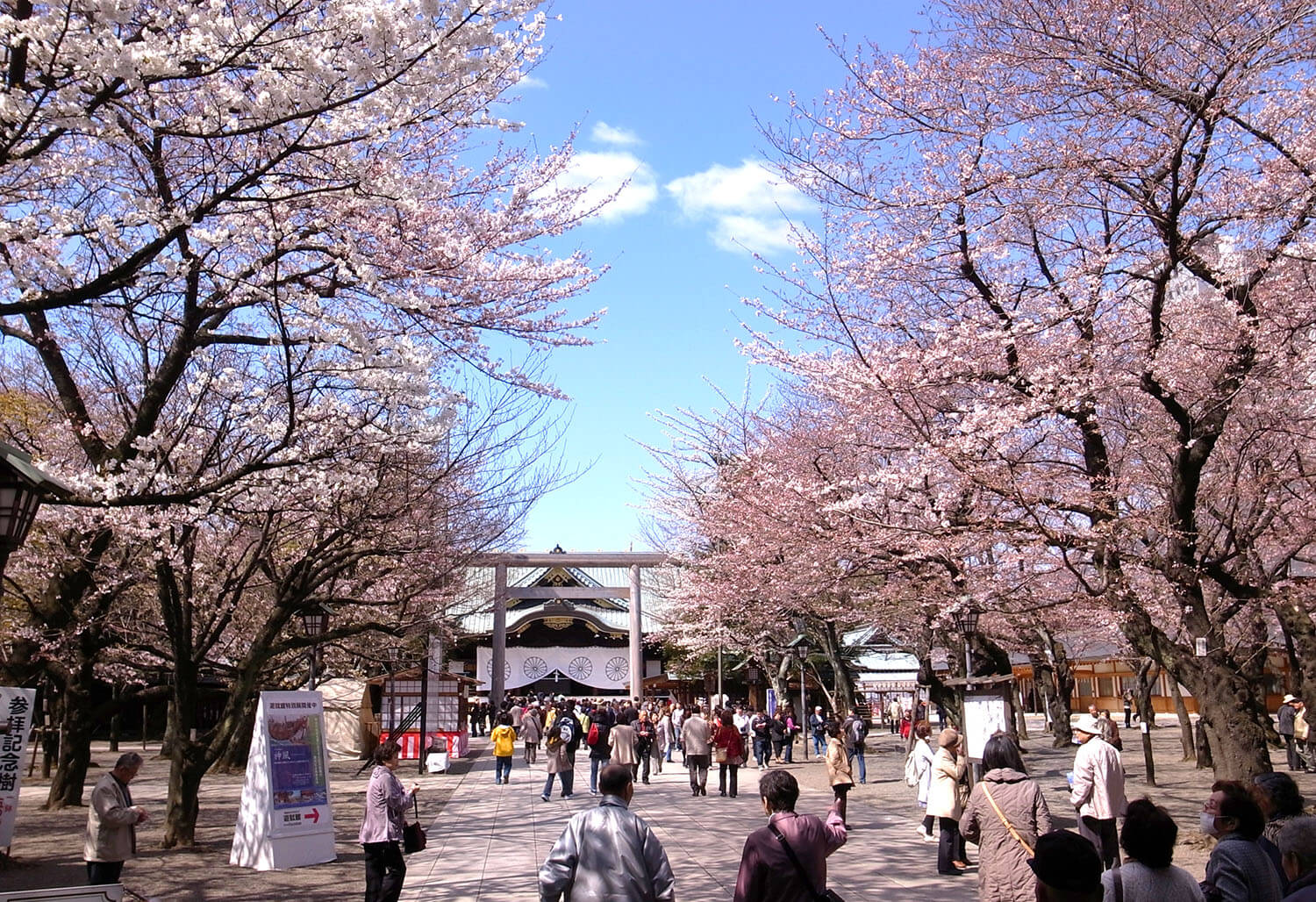 境内には、東京における桜の開花発表の基準となる標本木がある（提供：一般社団法人千代田区観光協会）