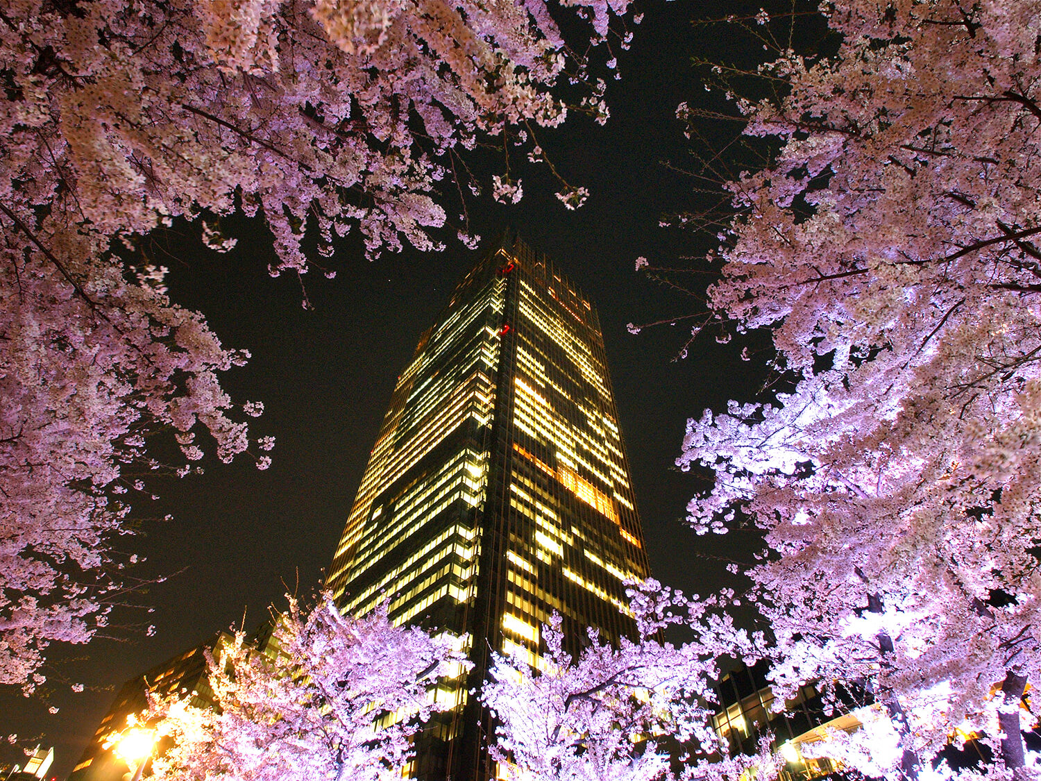 敷地内では100本以上の桜が観賞できる