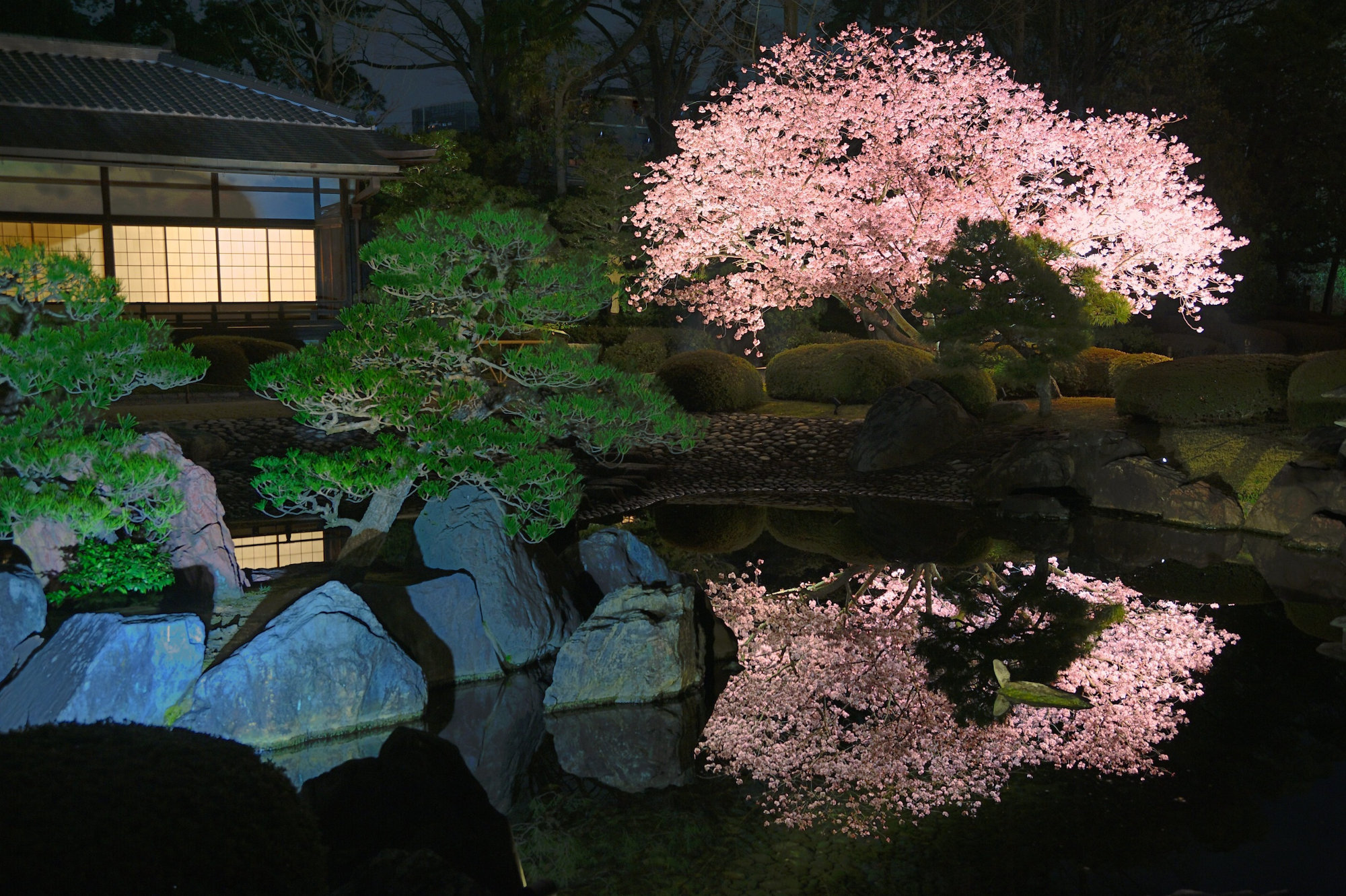 ライトアップで浮かび上がる桜は、妖艶なほどに美しい（画像提供：元離宮二条城）