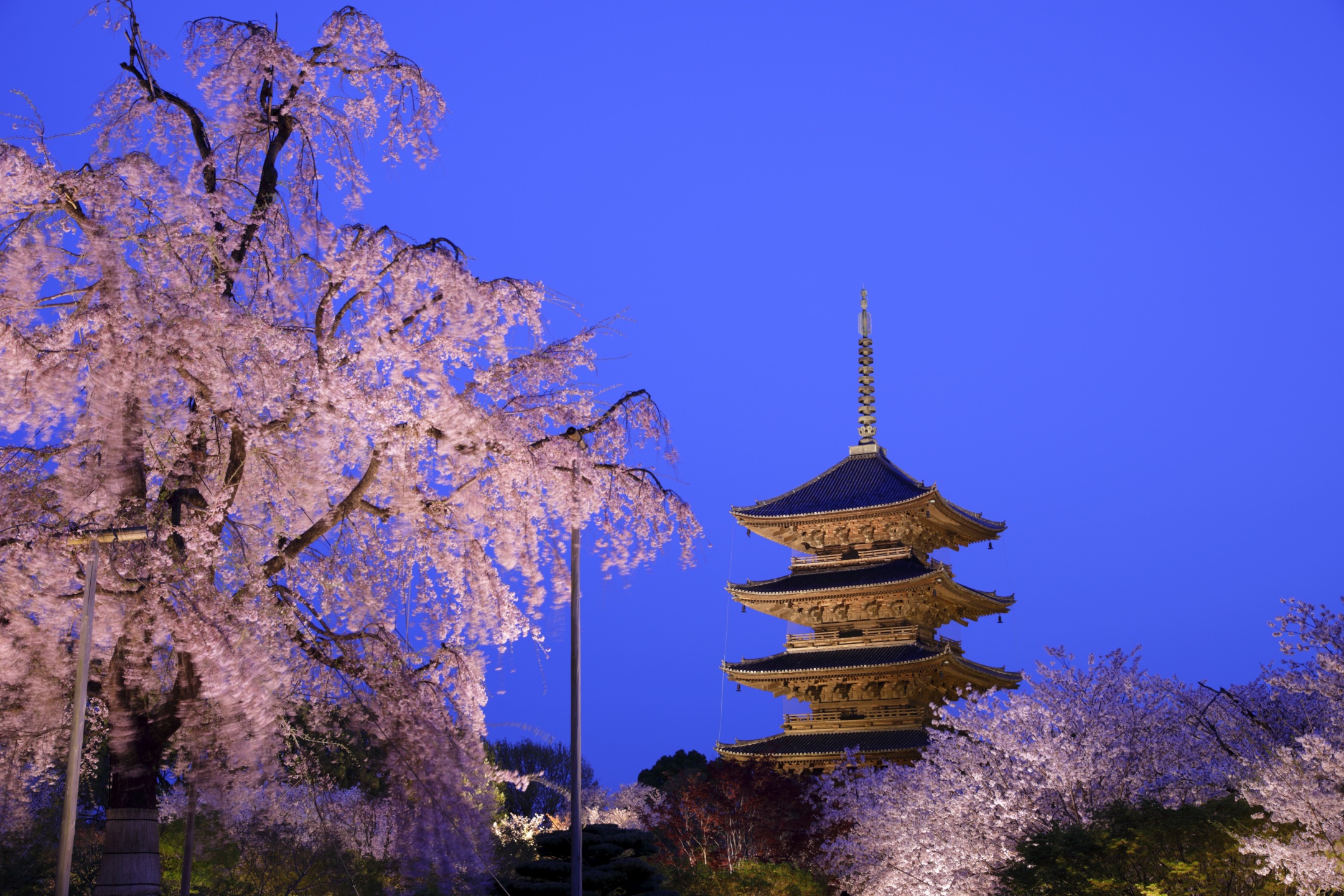 京都を代表する五重塔と不二桜の美しいコンビネーションは必見