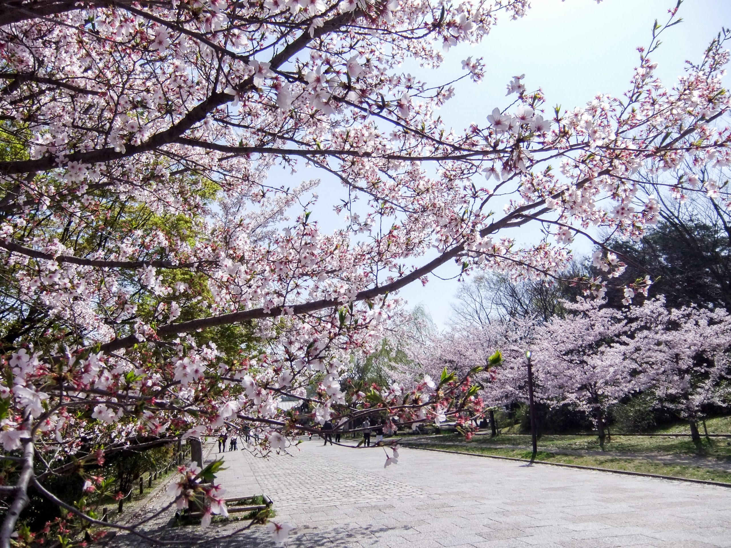 見頃の異なる様々な桜が植栽されているため、長期間お花見が楽しめる（画像提供：京都市都市緑化協会）