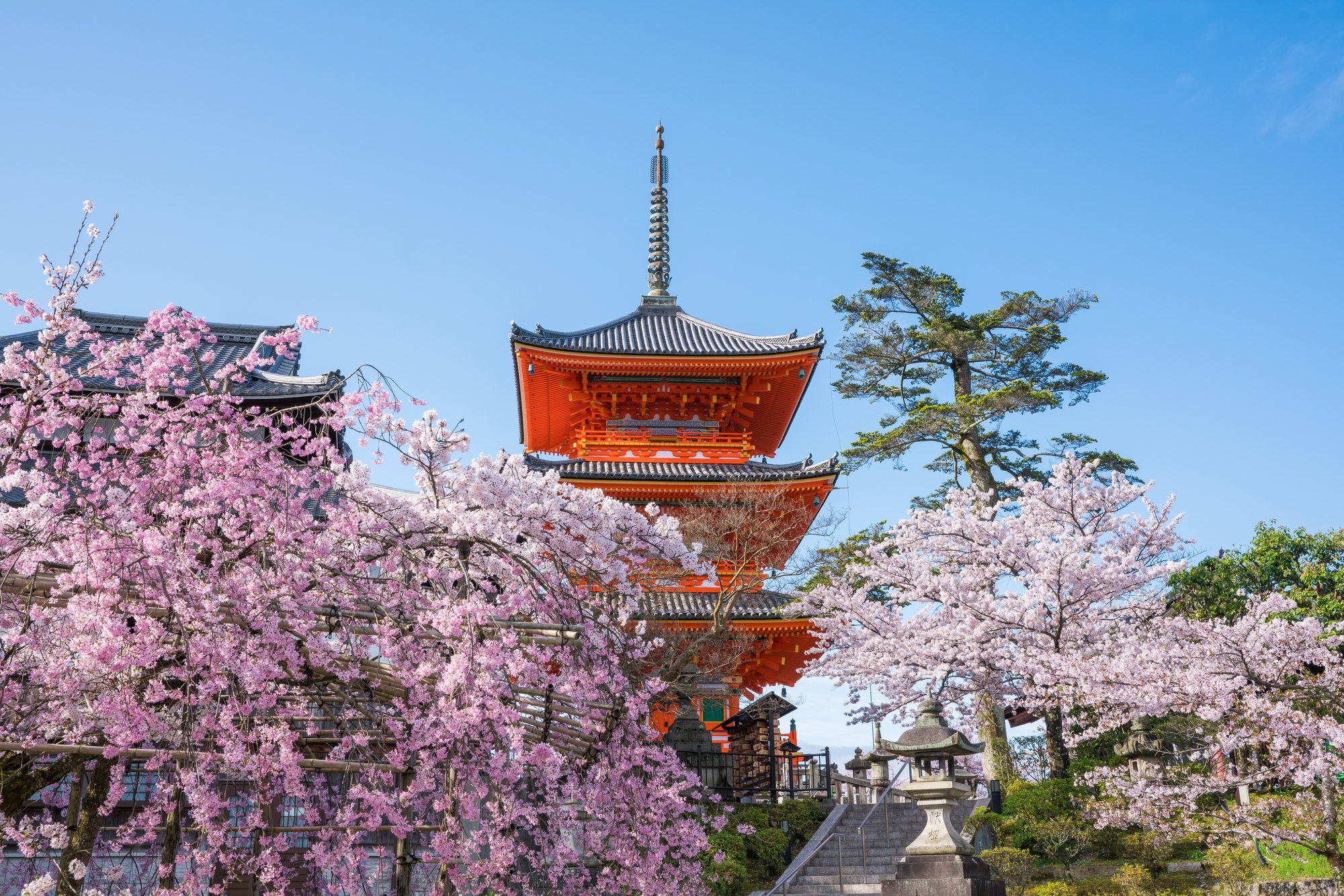 桜と三重の塔の見事な春の景色