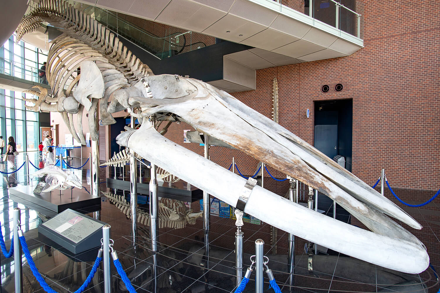 シロナガスクジラの全身骨格標本は国内で海響館だけの展示。建物の1階から3階を貫く圧巻の大きさ