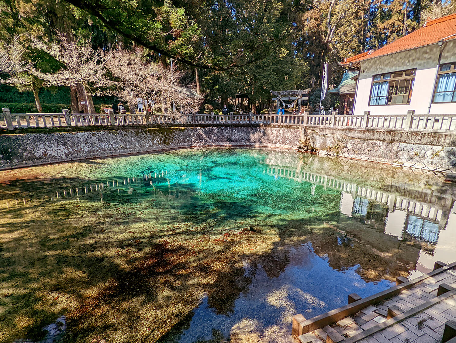池の水面と周囲の新緑や紅葉とのコントラストも見どころの一つ