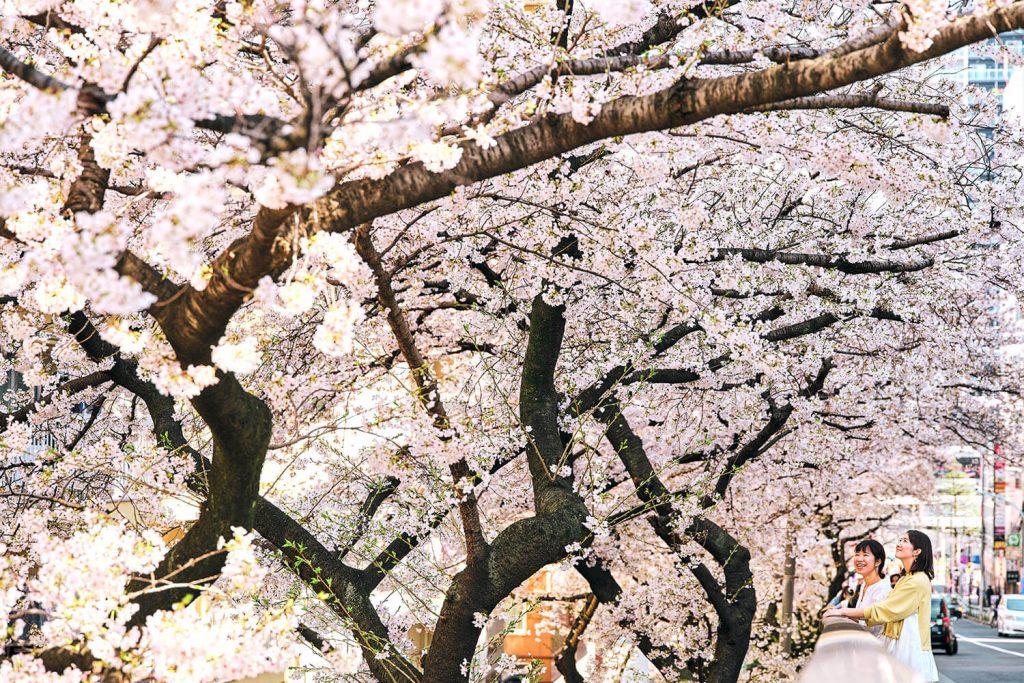 【2024年版】東京大塚エリア・都電荒川線沿いのお花見スポット8選