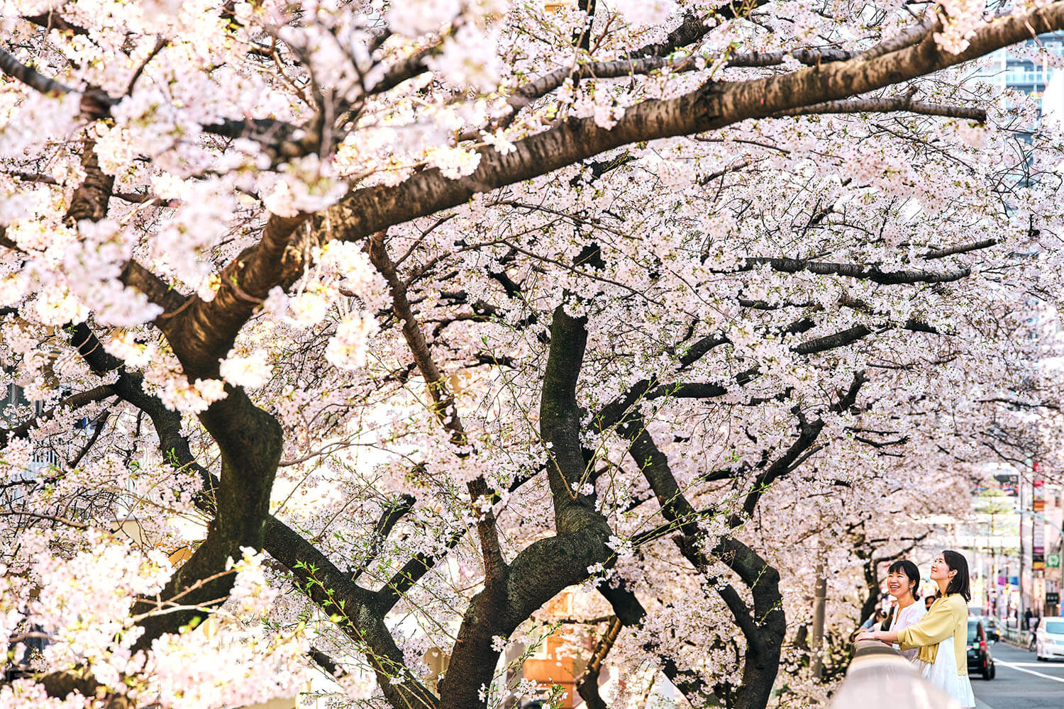 2024年版】東京大塚エリア・都電荒川線沿いのお花見スポット8選