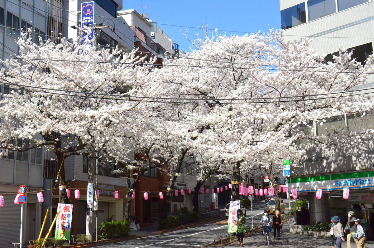 地元の人に愛されている桜並木の風景（画像提供：東京都交通局）