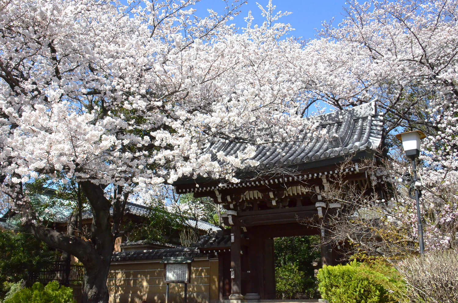 参道は江戸時代から桜の名所として知られている（画像提供：豊島区観光協会）