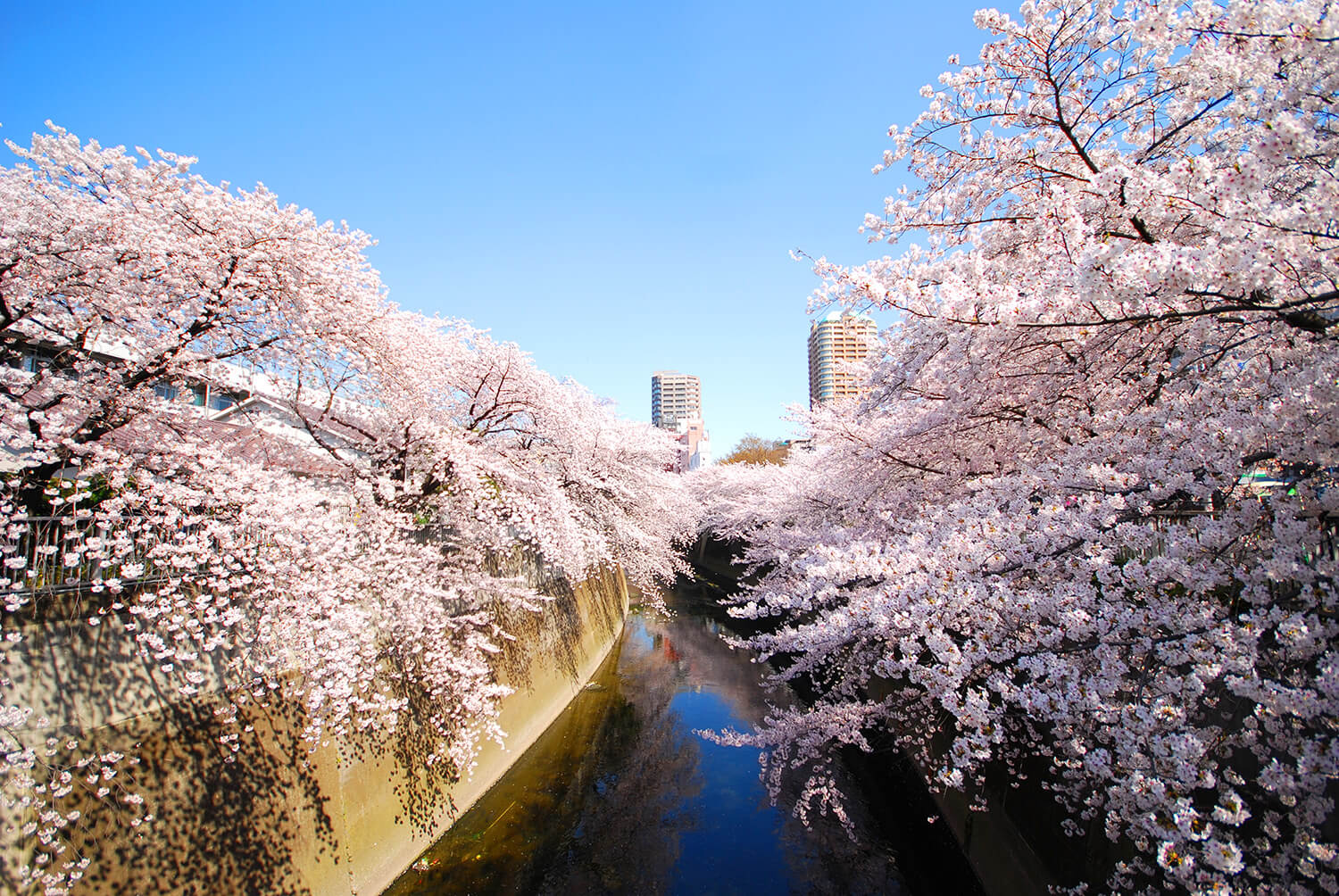 満開の桜が咲く神田川沿い