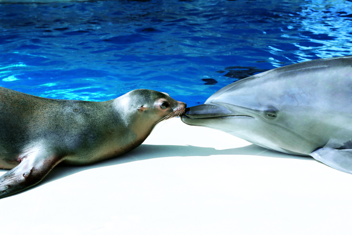 イルカとアシカの共演プレゼンテーションやペンギンが暮らすエリアが人気