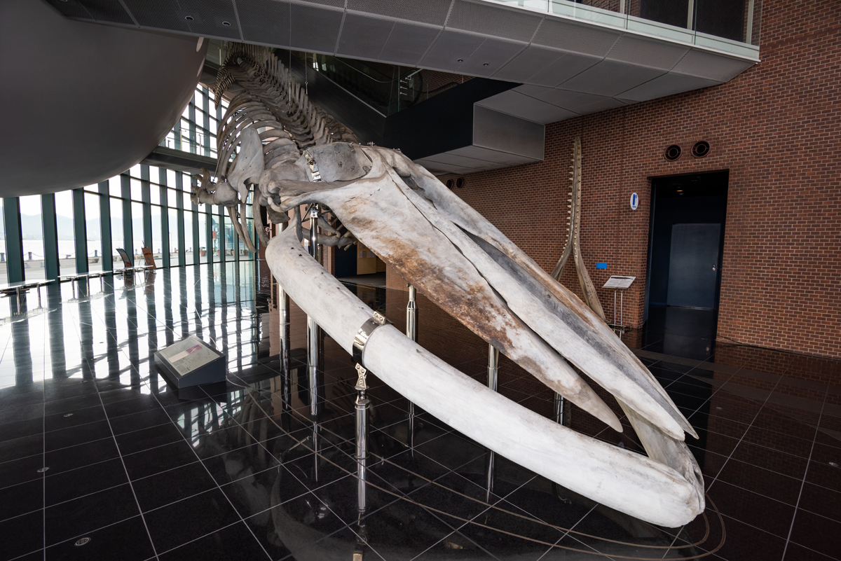シロナガスクジラの全身骨格標本（実物）は国内で海響館だけの展示。建物の1階から3階を貫く圧巻の大きさ