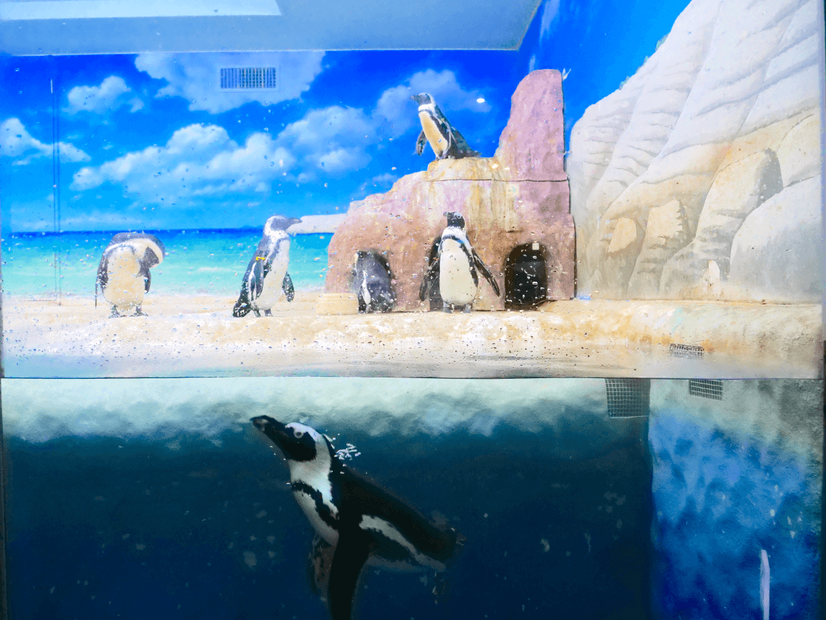 水中で泳ぐペンギンも間近で観察できる