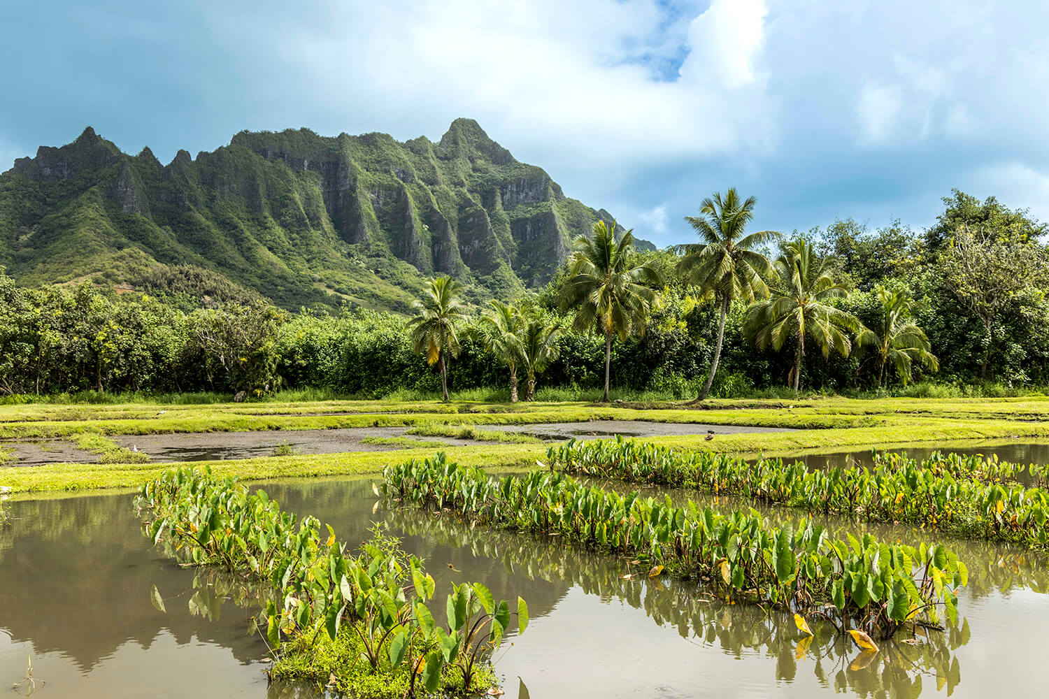 ハワイ固有種を守り続けるクアロア・ランチの美しい山。