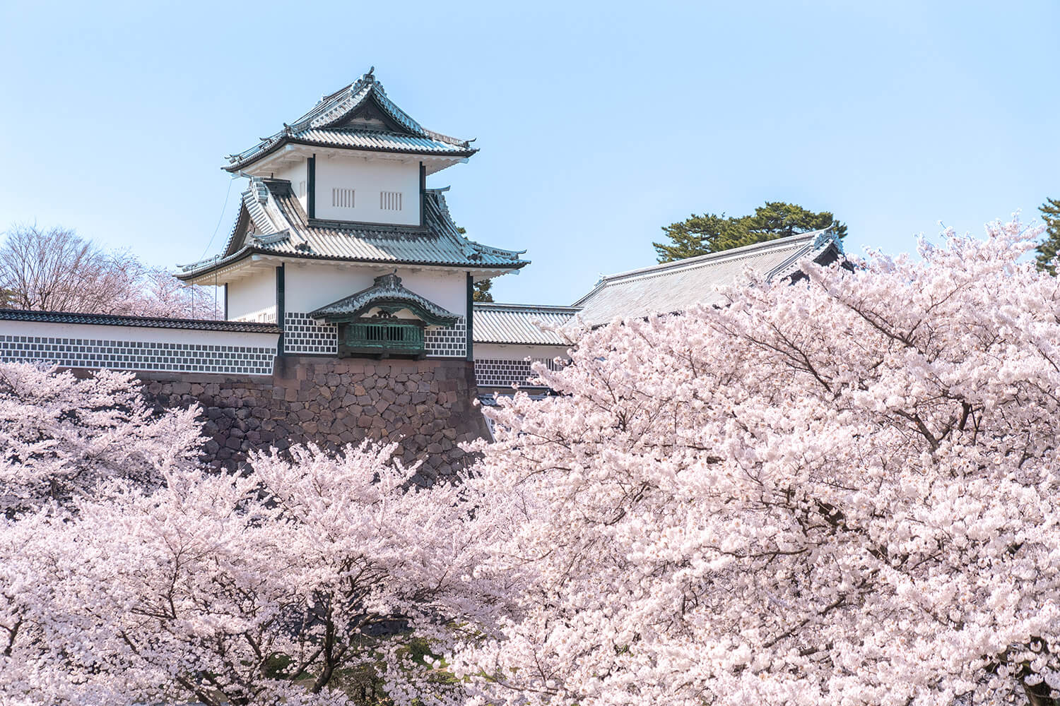 石川門に咲き誇る桜は圧巻