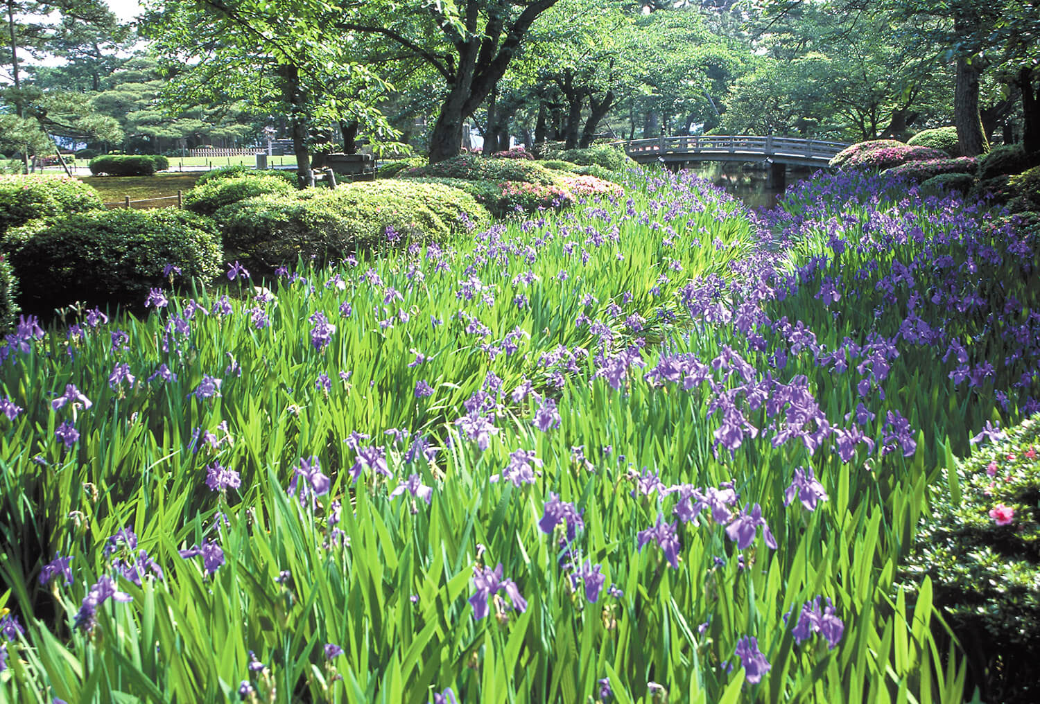 緑と紫のコントラストが美しいカキツバタ（画像提供：石川県）