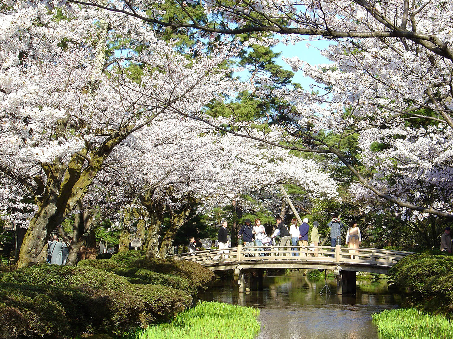 「花見橋」から望める桜の景色は見事（画像提供：石川県）