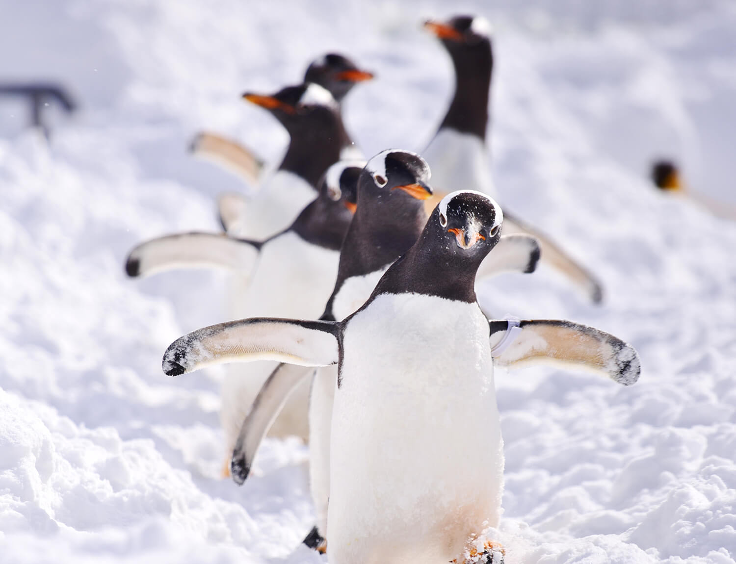 雪原をよちよち歩き回るジェンツーペンギンの姿は、動画に収めたくなる愛らしさ