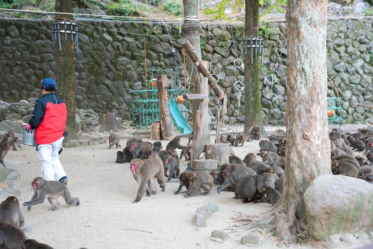 30分おきにやってくるエサのタイミングで、多くの猿が集まってくる