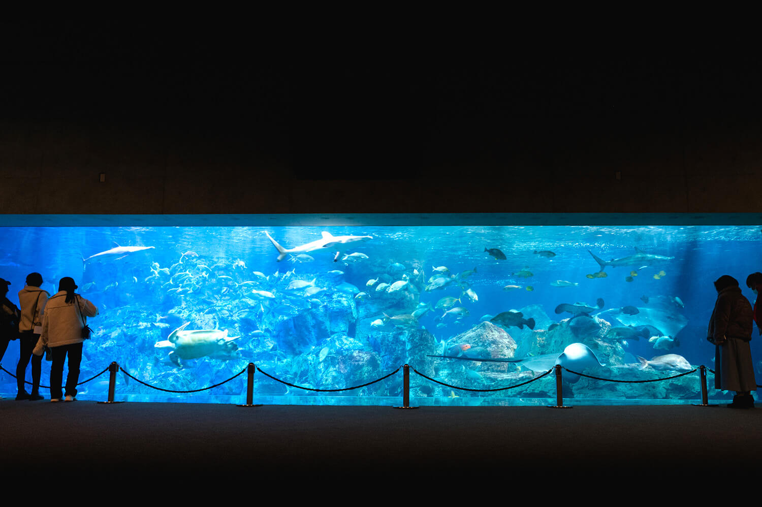 水量1,250tの「大回遊水槽」は、水中の様子をパノラマで観賞できる迫力の展示