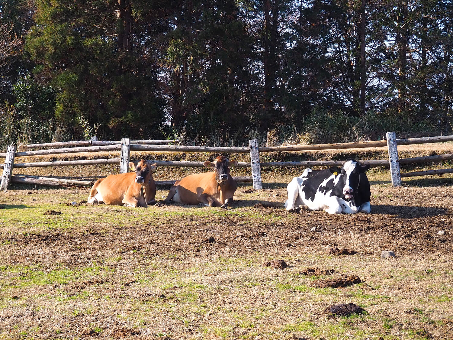 牛や羊、馬、ヤギたちがのんびりと暮らす牧場