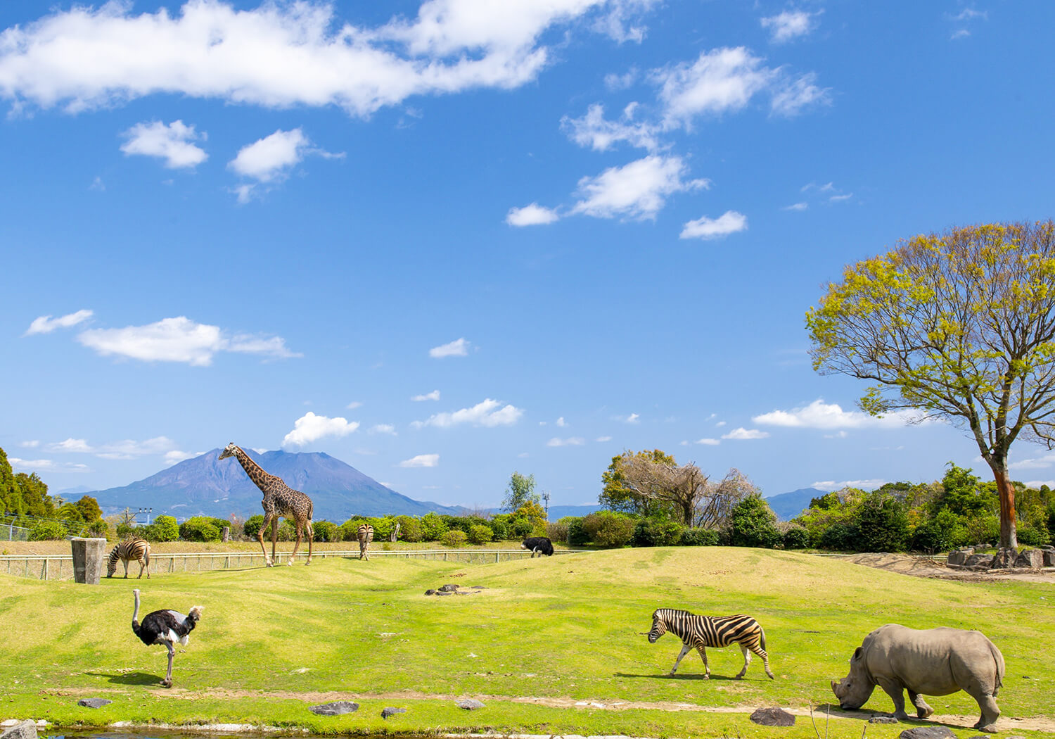桜島をキリマンジャロに見立てた「アフリカの草原ゾーン」。サバンナで暮らすシマウマやサイ、キリンが見られる