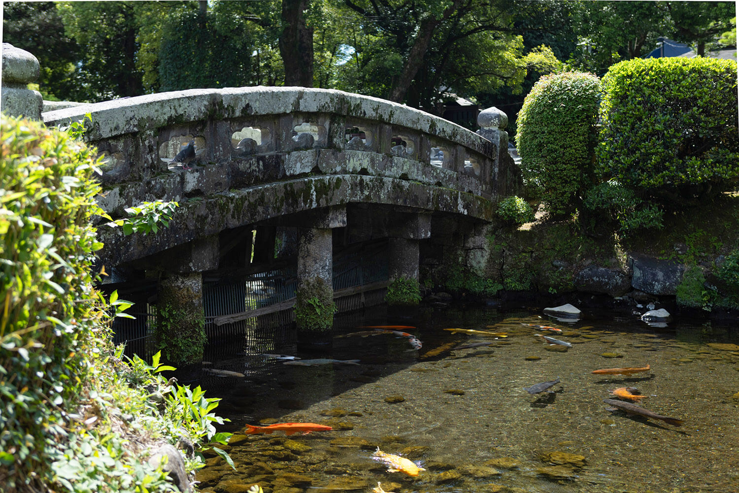かつて熊本地震の影響で水が一時枯渇するも、現在は本来の美しい池に