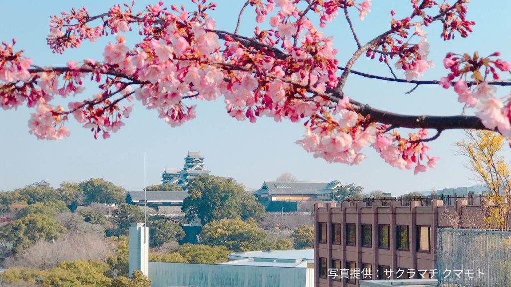 【2024年版】地元の方にも愛される熊本市のおすすめ桜スポット5選