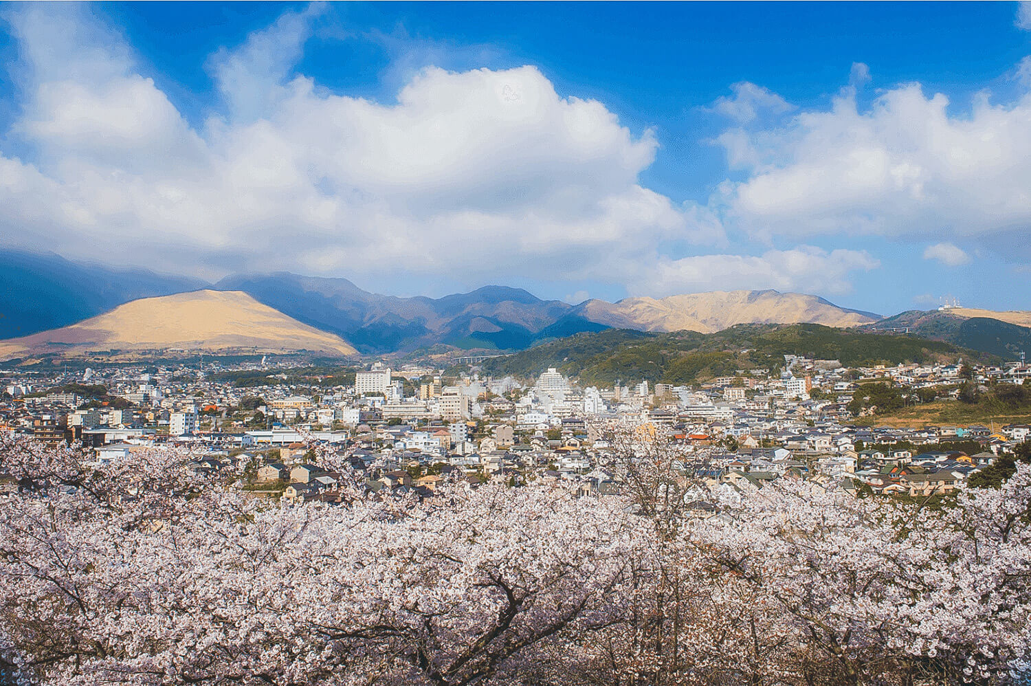 鶴見岳や扇山を背景に、桜と湯けむりがコラボする