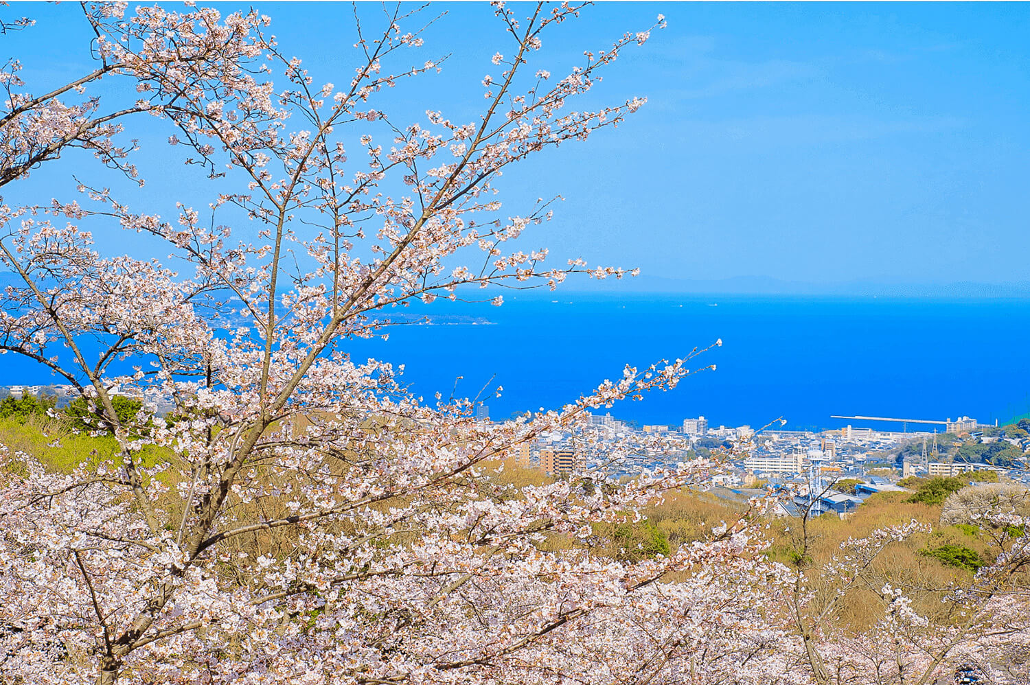 桜の合間から眺める穏やかな別府湾