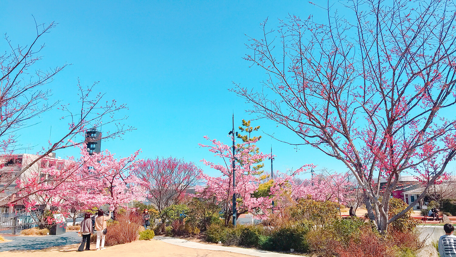 ゆったりとした時間が過ごせる春爛漫の「桜町庭園」