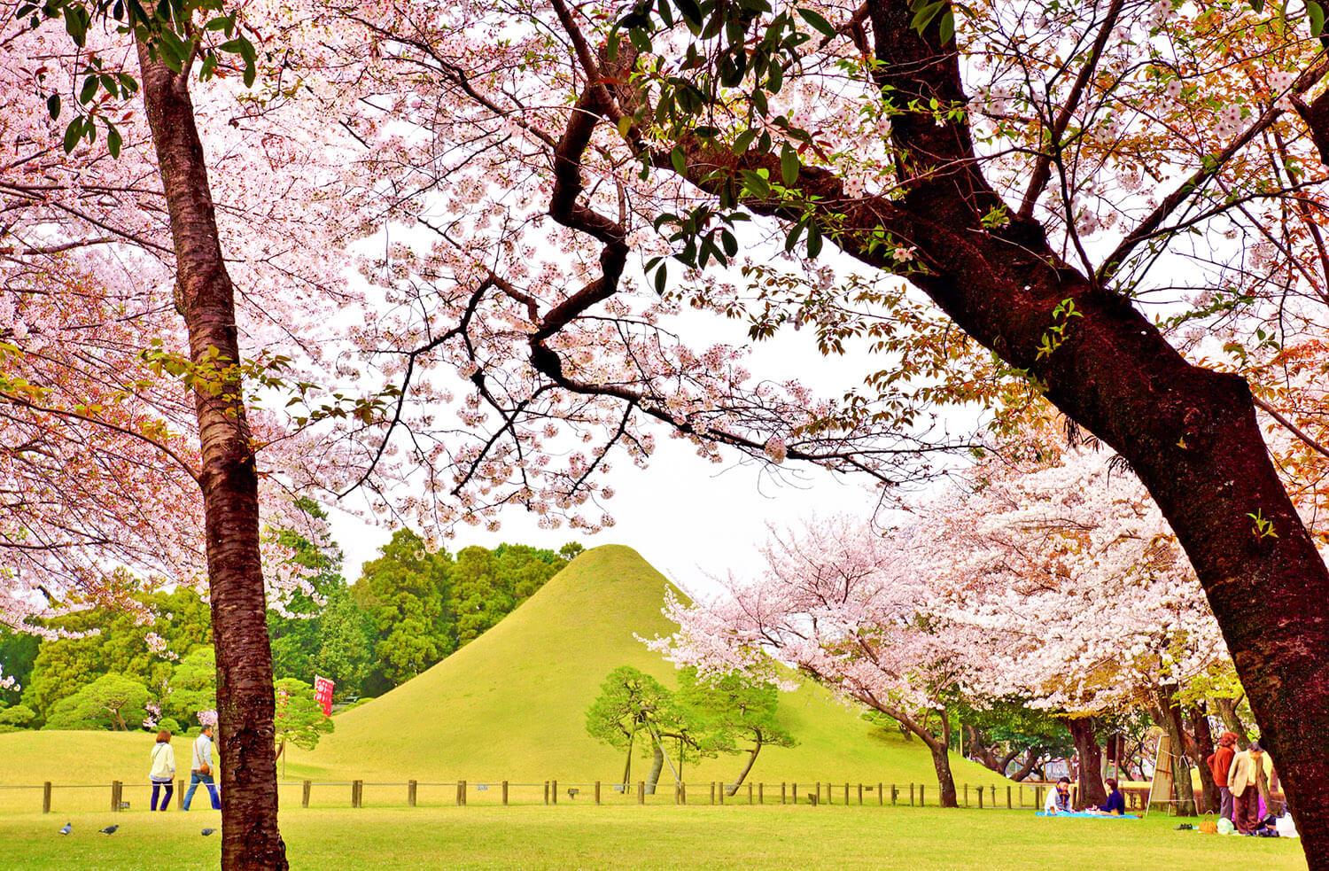 富士山に見立てられた築山の緑と桜のピンクのコントラストが美しい