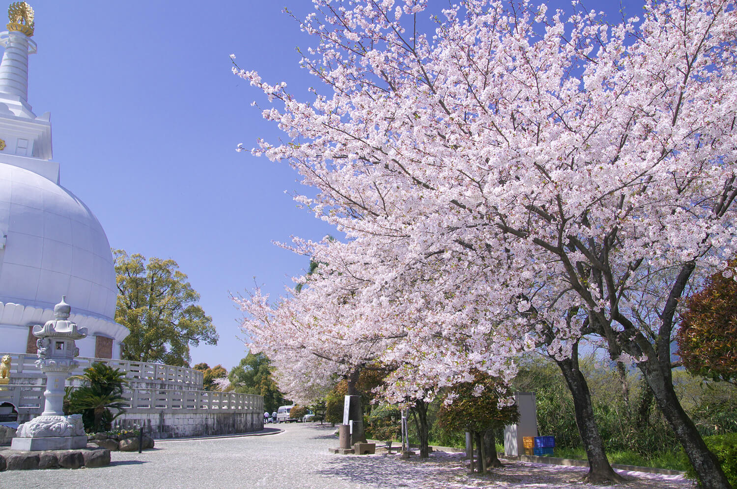 1869年（明治2年）に植えられたという桜が見事