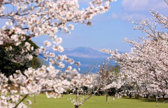【2024年版】鹿児島・霧島エリアのおすすめ桜スポット