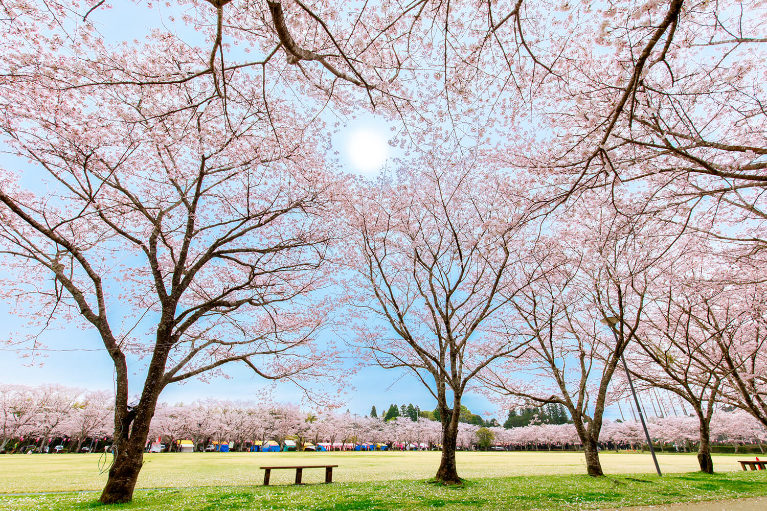 公園をぐるりと囲むように植えられている桜。風が吹くとピンクの花びらが舞い幻想的な風景に ©ULTRA-C