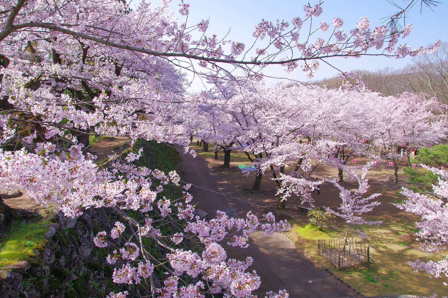 石垣の上からは、馬場を埋め尽くす桜を眼下に見ることができ、「桜の雲海」が望める
