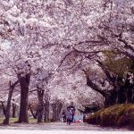 淡いピンク色でできた桜のトンネルは写真スポットとしても人気