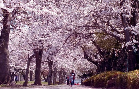【2024年版】春の軽井沢エリアで訪れたいイベント&お花見スポット7選