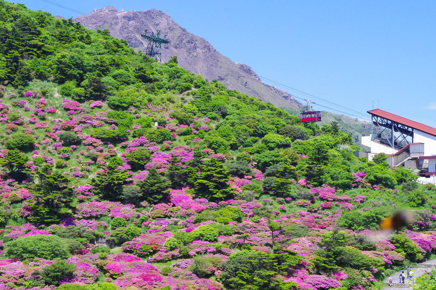 ミヤマキリシマの見頃は、5月中旬あたり。ロープウェイで標高1,333mの妙見岳に登ることができる