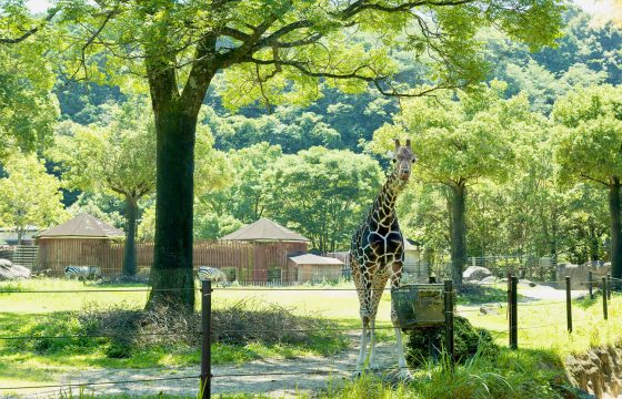 高知の魅力を大満喫。子どもと一緒に楽しめるおすすめの観光スポット