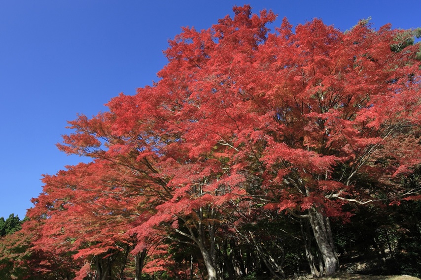 （画像提供：(一社)松島観光協会）