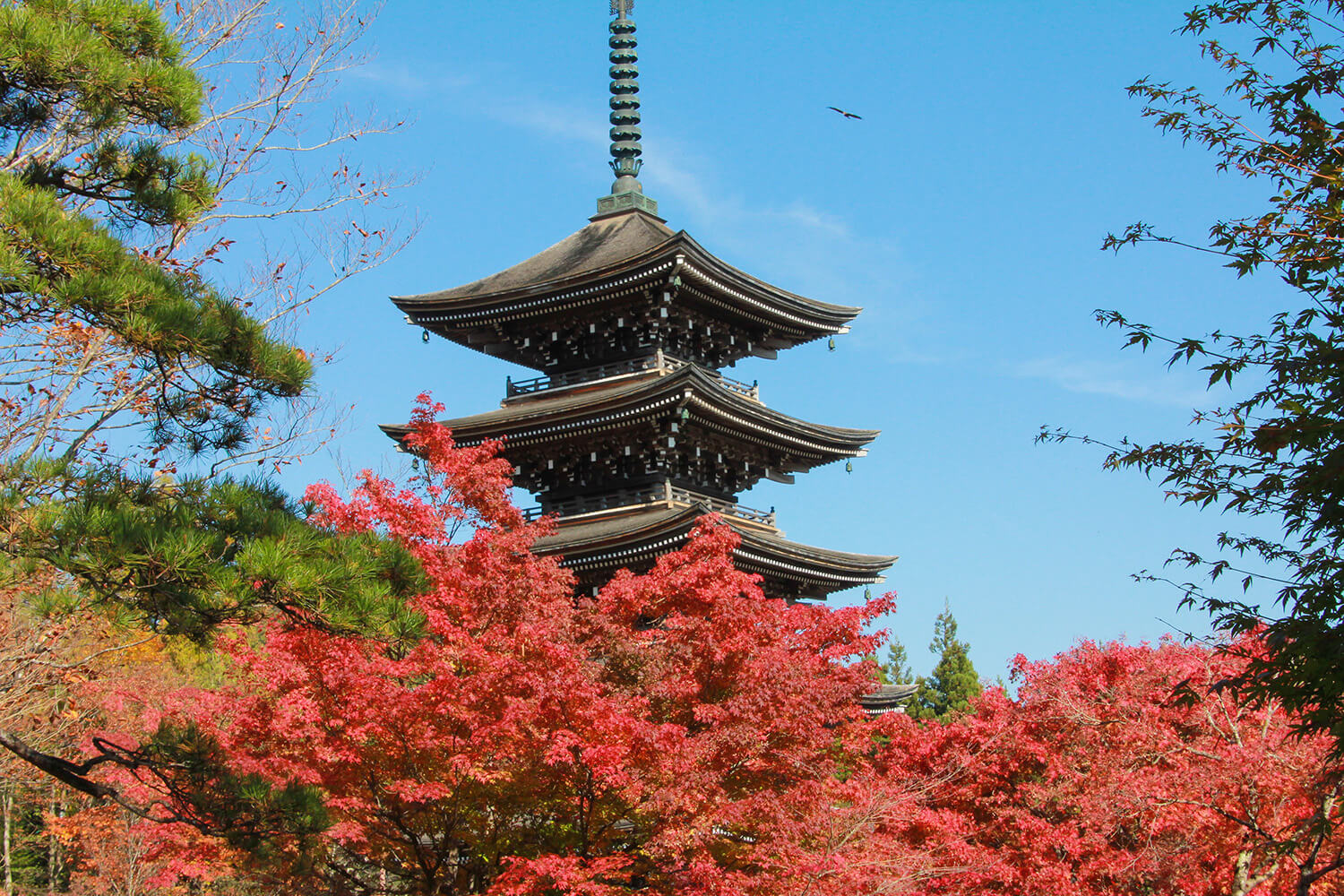 約30mの五重塔を囲むように見事な紅葉が