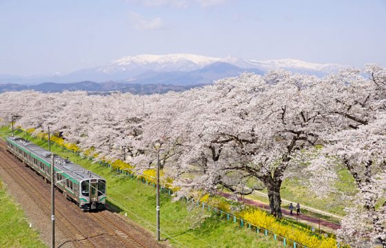 【2025年版】仙台のおすすめお花見スポット5選。見頃やイベント情報をご紹介