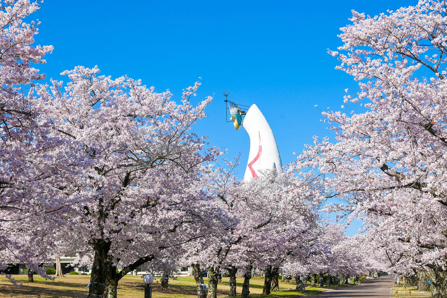 「太陽の塔」と東大路の桜並木。春のうららかな情景が広がる（写真提供：万博記念公園マネジメント・パートナーズ）