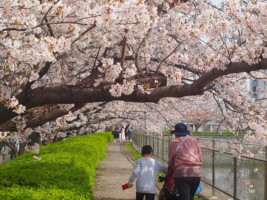 池の周りを囲む歩道。屋根のように頭上を覆うたわわな桜が美しい