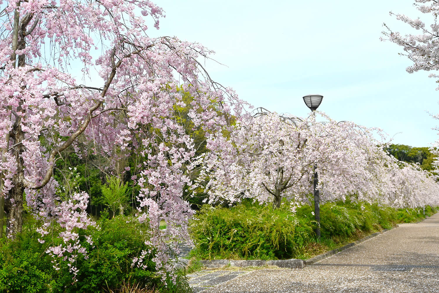 提供：万博記念公園マネジメント・パートナーズ