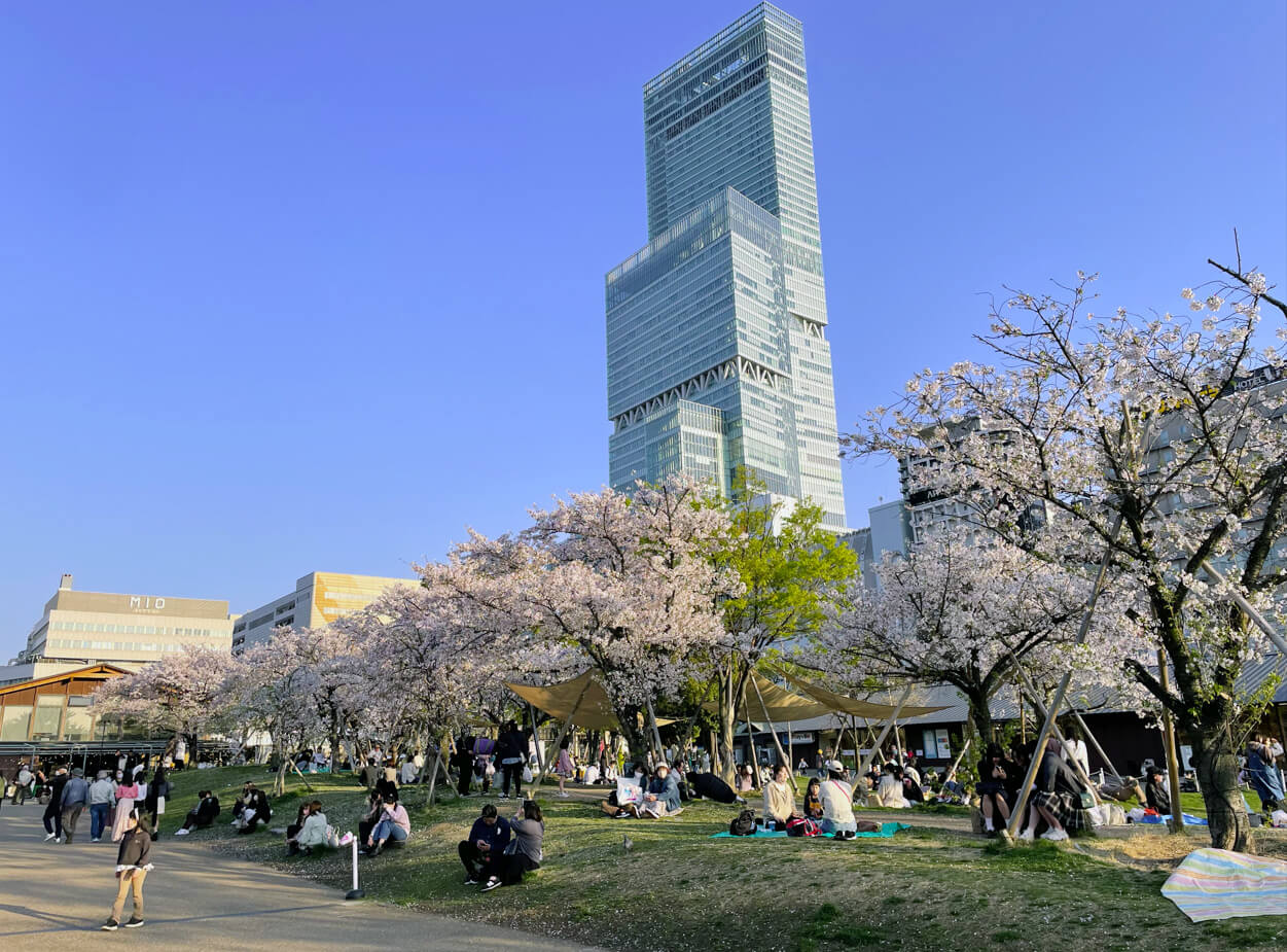 「あべのハルカス」と満開の桜のコラボレーションが楽める