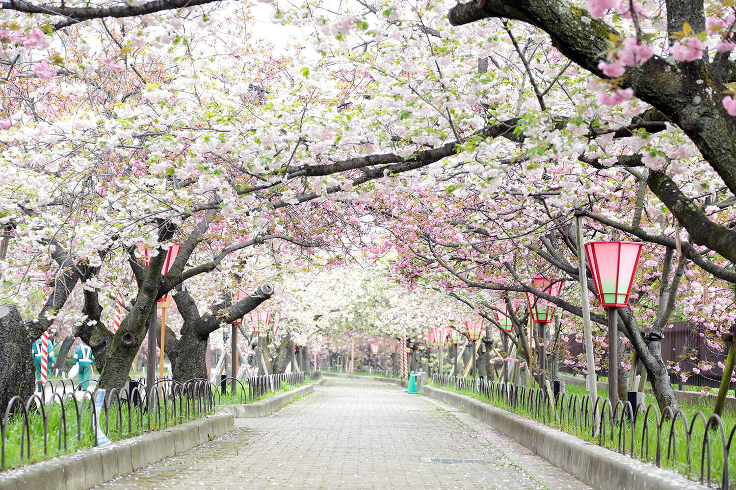 遅咲きのヤエザクラを中心に珍しい品種の桜が並ぶ（写真提供：独立行政法人造幣局）