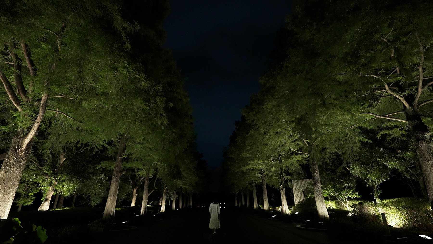 チームラボ《生命は連続する光 - ラクウショウ》©チームラボ