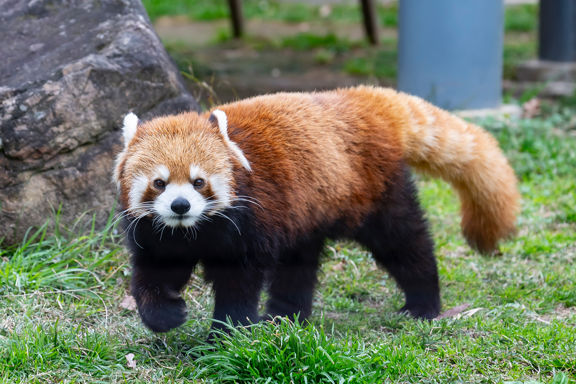 レッサーパンダを間近に観察するなら、おやつタイムに訪れるのがおすすめ