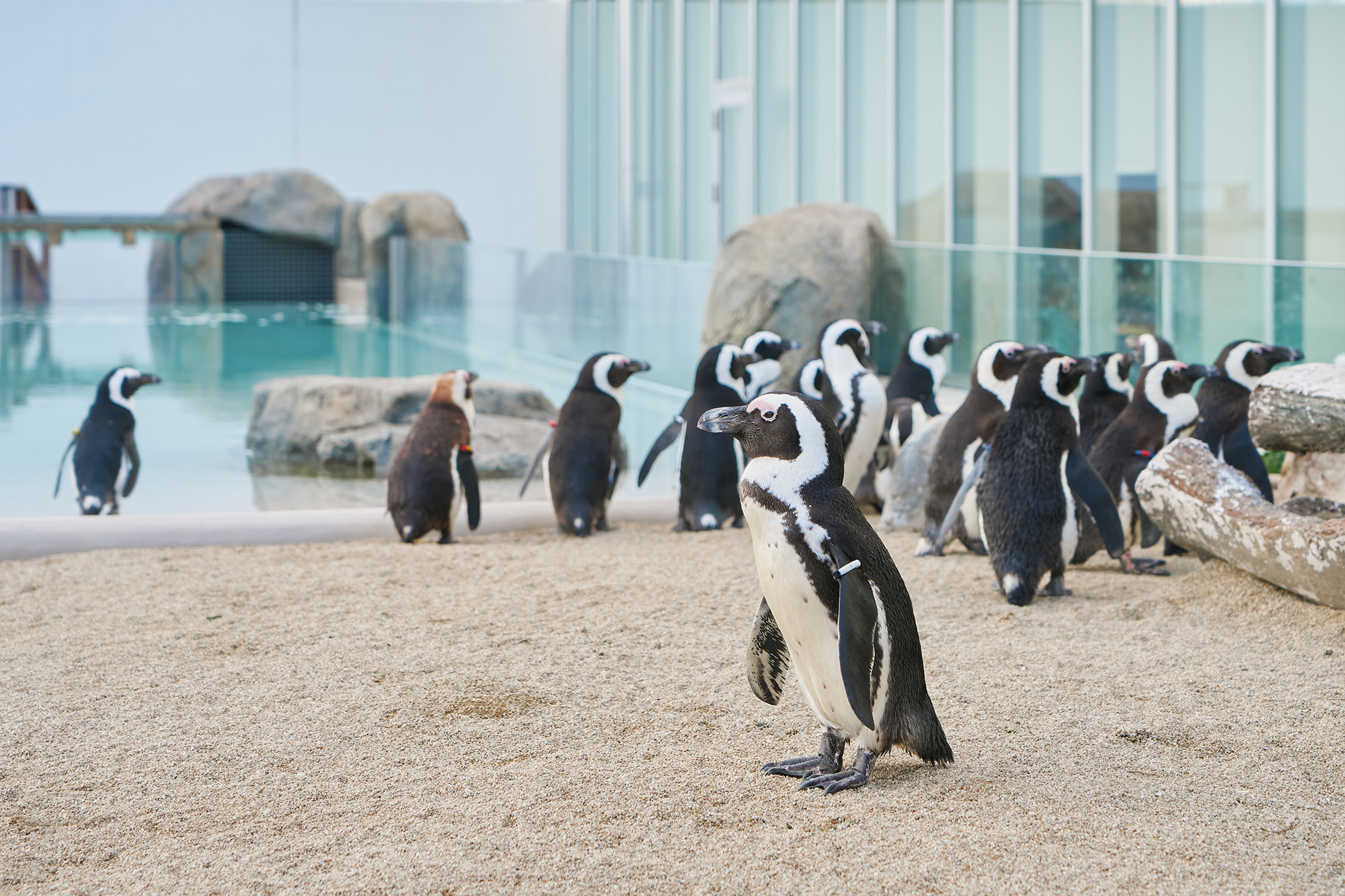 「うみの杜ビーチ – PENGUIN LIFE - 」で過ごすケープペンギンたち